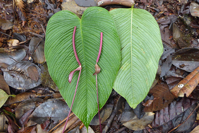 Pictured in Carchi, Ecuador Image Copyright © 2017 by Bruce Dunstan