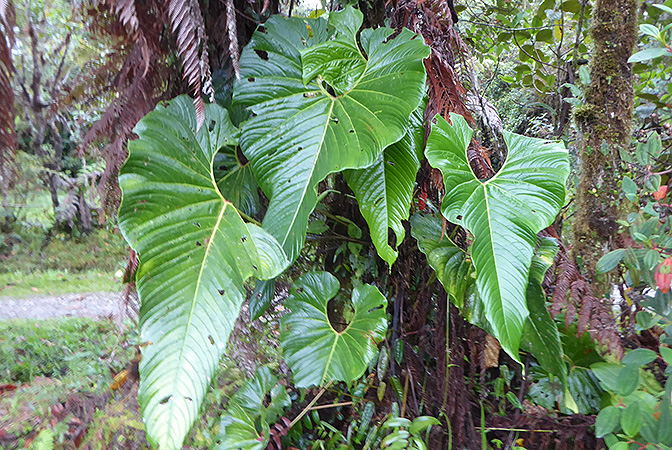 Pictured in La Planada Reserve, Narino, Colombia Image Copyright © 2018 by Bruce Dunstan