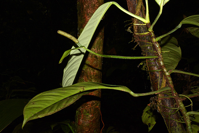 Croat 105933 pictured in Yasuni National Park (Orellana, Ecuador) Image Copyright © 2015 by David Scherberich