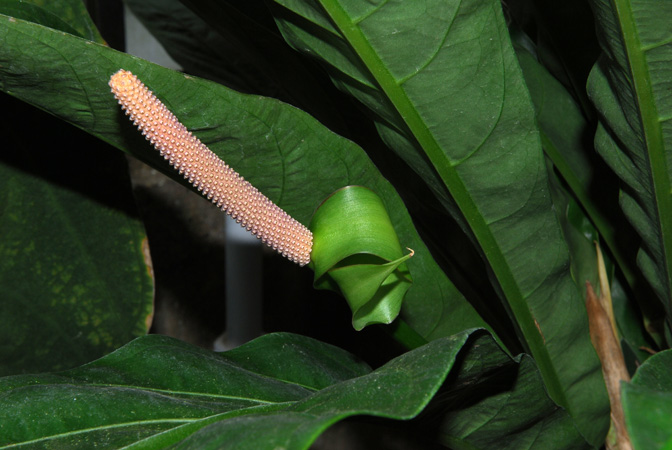 Pictured at the Botanischer Garten Wilhelma (Stuttgart, Germany) Image Copyright © 2013 by David Scherberich