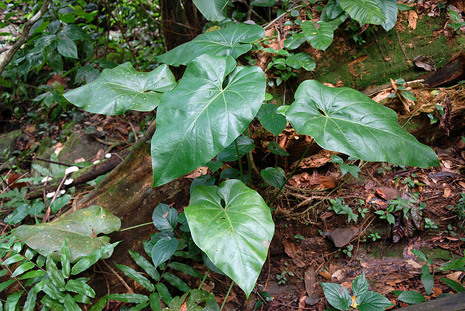 Pictured in Basse-Terre, Guadeloupe Image Copyright © 2007 by David Scherberich
