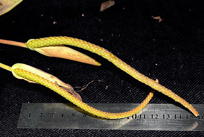 SL344, pictured in Panama Image Copyright © 2011 by Lars Nauheimer