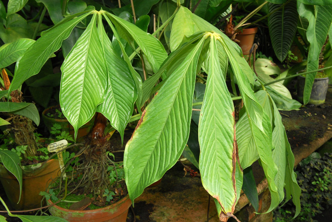 Pictured in the Botanischer Garten der Universitat Göttingen (Germany) Image Copyright © 2011 by David Scherberich
