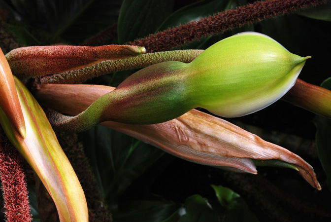 PB03-562 from French Guiana, pictured at the Jardin Botanique de Lyon (France) Image Copyright © 2014 by David Scherberich
