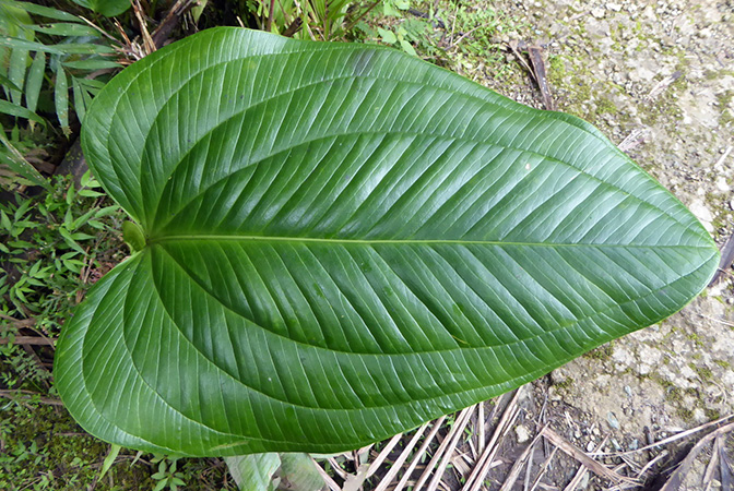 Pictured in La Planada Reserve, Narino, Colombia Image Copyright © 2018 by Bruce Dunstan