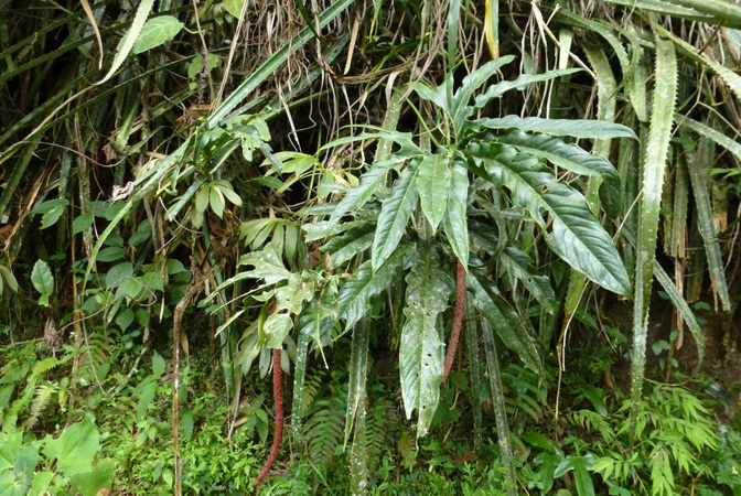 Pictured in Valle de Cauca, Colombia Image Copyright © 2015 by Bruce Dunstan