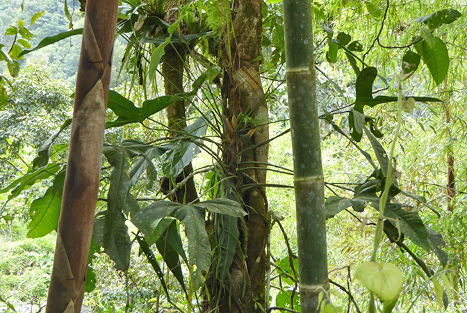 Pictured in Los Cedros Reserve, Imbabura, Ecuador Image Copyright © 2017 by Bruce Dunstan