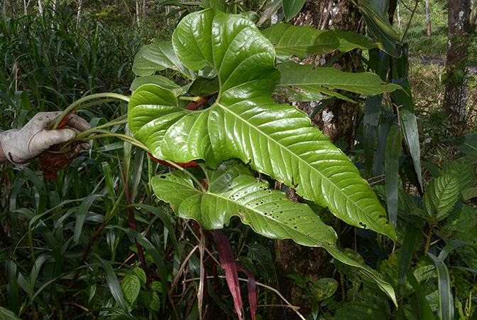 Croat 105810, pictured in Pastaza, Ecuador Image Copyright © 2015 by David Scherberich