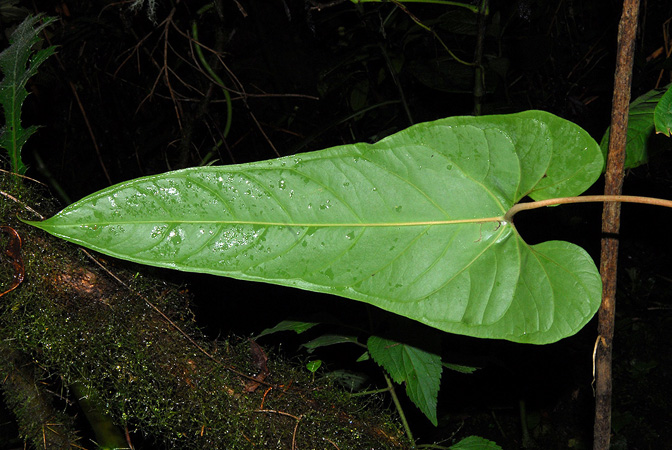 Croat 103882 pictured in Tolima, Colombia Image Copyright © 2013 by David Scherberich