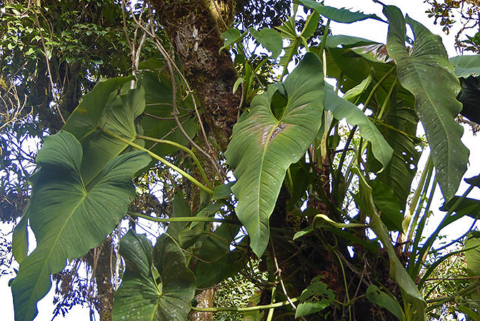 Pictured between Orosi and Gato, Cartago, Costa Rica Image Copyright © 2016 by Bruce Dunstan