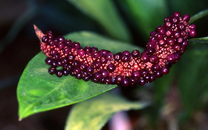 Pictured at the Jardin Botanique du Montet (Nancy, France) Image Copyright © 2003 by David Scherberich