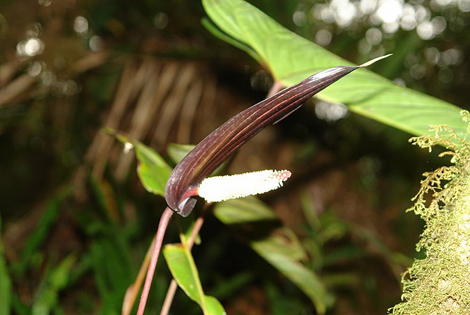 文件:AnthvariegatumLN001 02.jpg