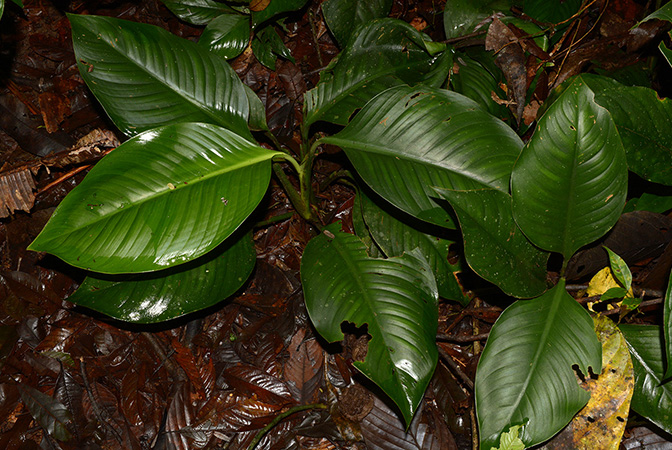 Croat 105592 pictured in Misahualli, Napo/Ecuador Image Copyright © 2015 by David Scherberich