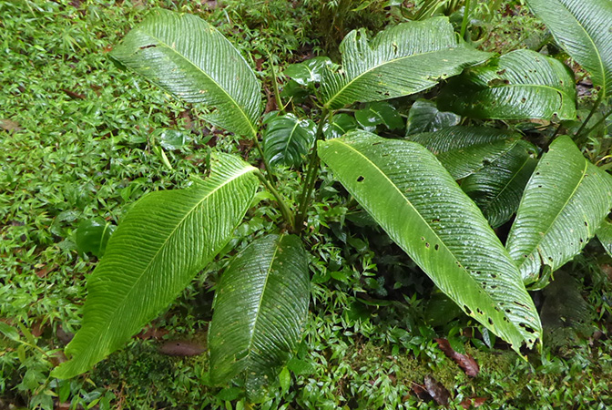 Pictured in La Planada Reserve, Narino, Colombia Image Copyright © 2018 by Bruce Dunstan