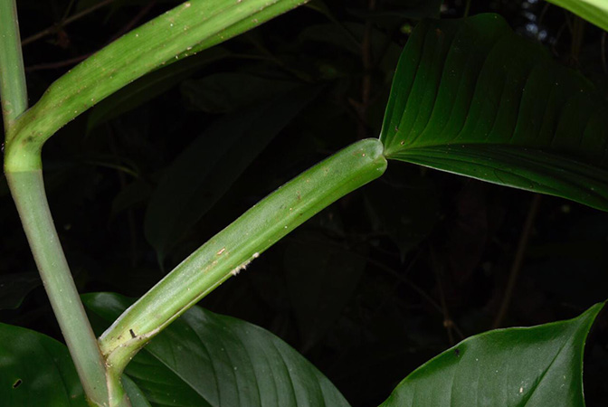 Pictured in Cahuita, Costa Rica Image Copyright © 2020 by Fred Muller
