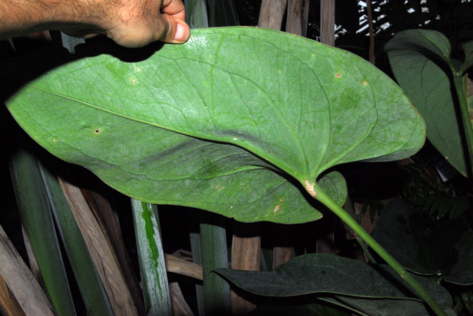 From Guadeloupe Pictured at the Jardin Botanique du Montet (Nancy, France) Image Copyright © 2013 by David Scherberich
