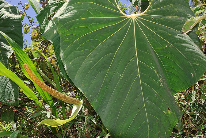 Croat 104539 pictured in Carchi, Ecuador Image Copyright © 2013 by David Scherberich