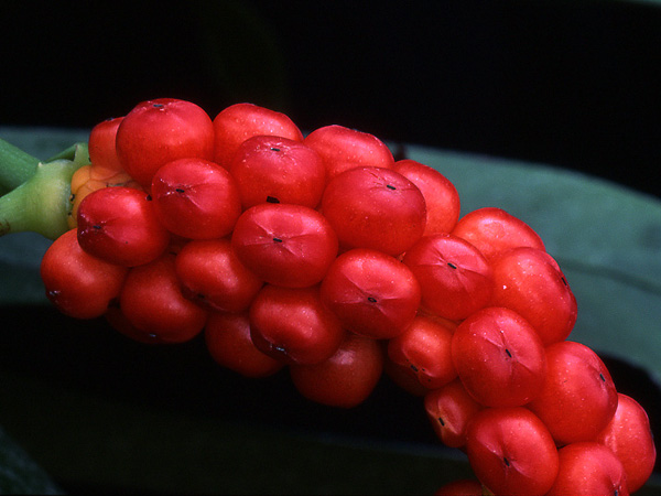 Pictured at the Jardin Botanique du Montet (Nancy, France) Image Copyright © 2007 by David Scherberich