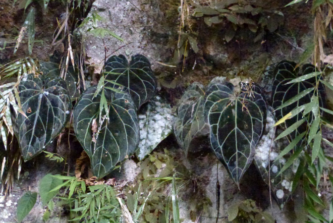 Pictured in Antioquia, Colombia Image Copyright © 2015 by Bruce Dunstan