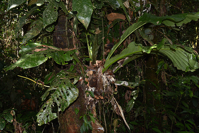 Croat 106054 pictured along Rio Piatua (Napo, Ecuador) Image Copyright © 2015 by David Scherberich