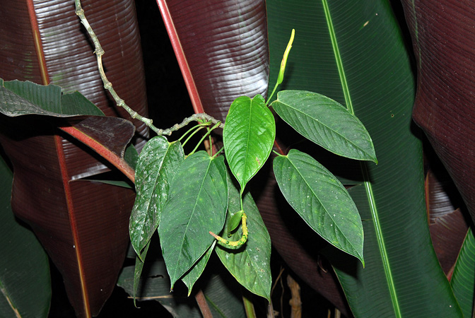 Pictured at the Jardín Botánico San Jorge (Ibagué, Colombia) Image Copyright © 2013 by David Scherberich