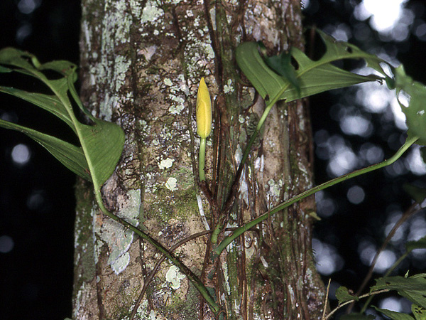 Pictured in Saul, French Guiana Image Copyright © 2006 by David Scherberich