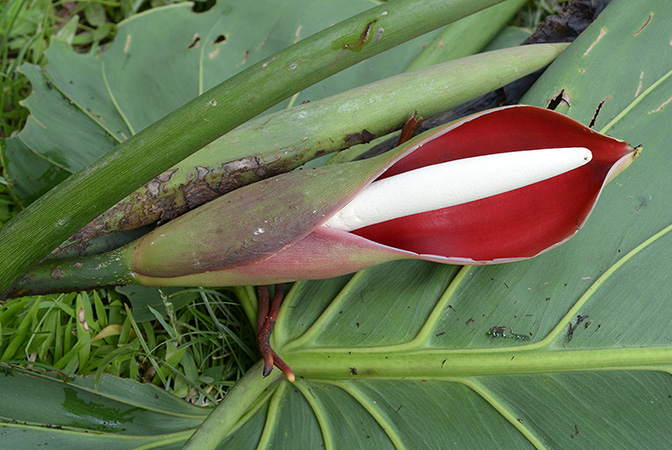 Pictured in Yasuni National Park (Orellana, Ecuador) Image Copyright © 2015 by David Scherberich