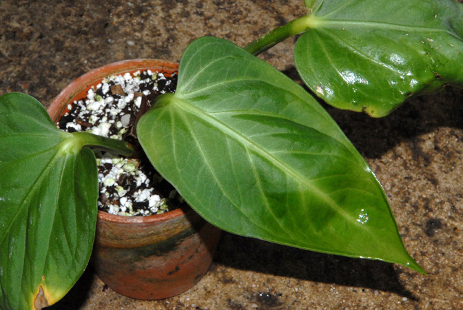 文件:Anthpulcachense 02.jpg