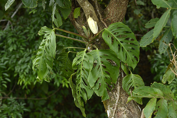 Pictured in Arenal, Costa Rica Image Copyright © 2014 by Fred Muller