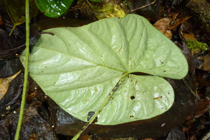Pictured in Valle del Cauca, Colombia Image Copyright © 2015 by Bruce Dunstan