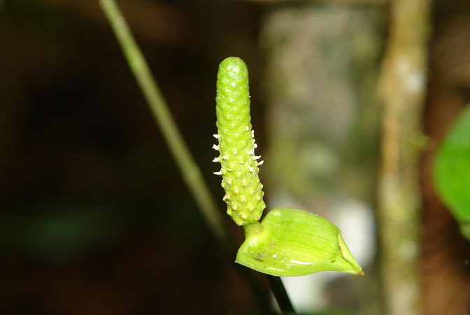 LN022, pictured in Ecuador Image Copyright © 2011 by Lars Nauheimer