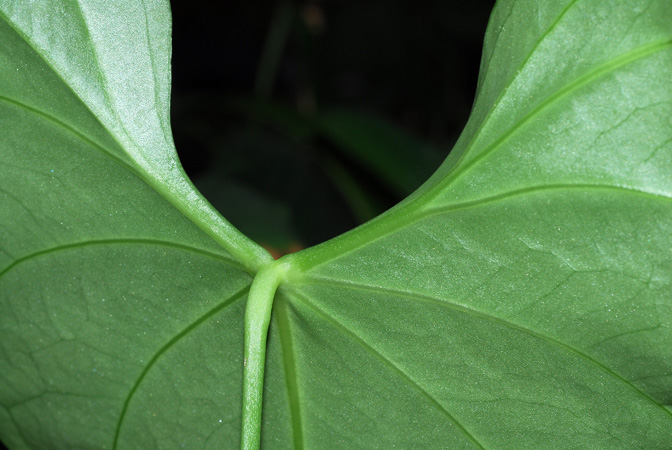 Pictured in Royal Botanic Gardens, Kew Image Copyright © 2012 by David Scherberich