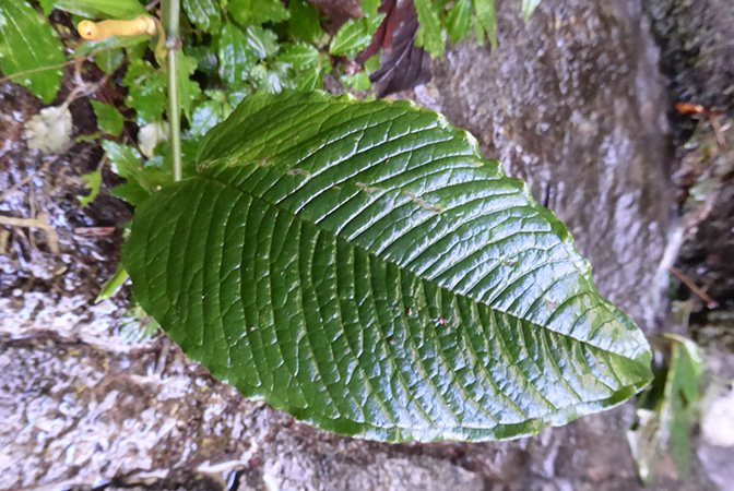 Pictured in La Planada Reserve, Narino, Colombia Image Copyright © 2018 by Bruce Dunstan