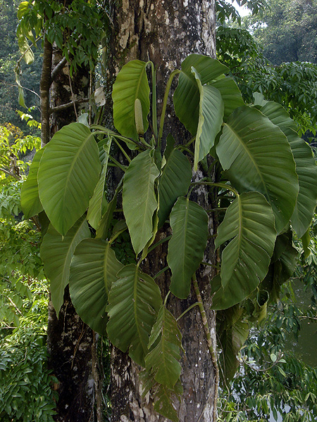 文件:Monsacuminata 05.jpg
