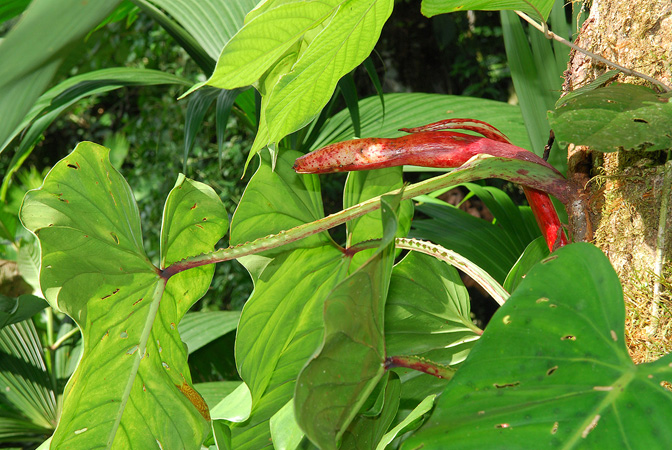 Croat 103861, pictured in Caqueta, Colombia Image Copyright © 2013 by David Scherberich