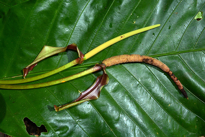 Croat 106054 pictured along Rio Piatua (Napo, Ecuador) Image Copyright © 2015 by David Scherberich