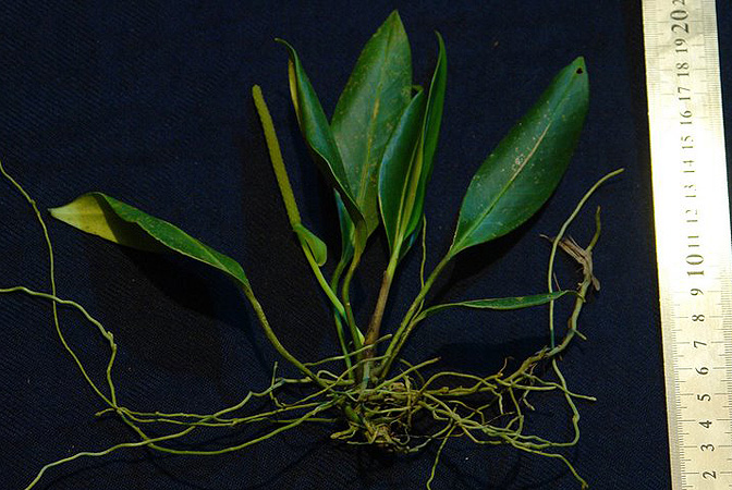 SL190, pictured in Panama Image Copyright © 2011 by Lars Nauheimer