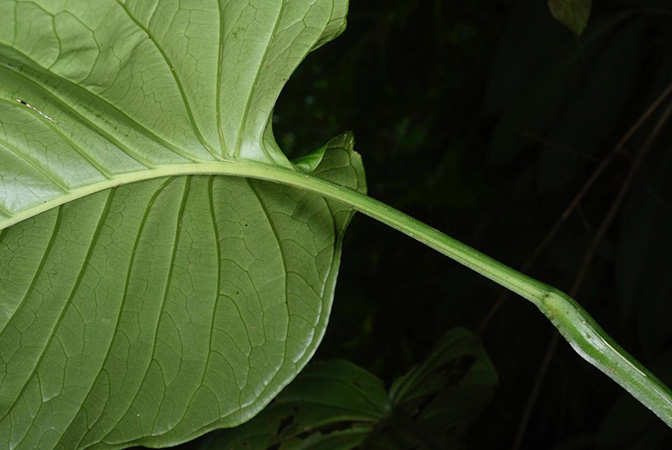 Pictured in Costa Rica Image Copyright © 2019 by Fred Muller