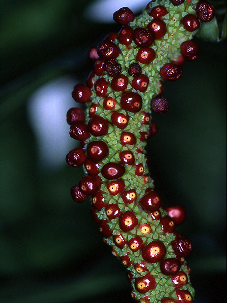 文件:Anthpentaphyllum 01.jpg