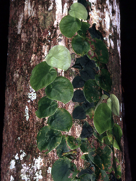 文件:Monsspruceana 09.jpg