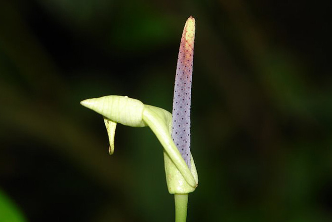 LN006-7-8, pictured in Ecuador Image Copyright © 2011 by Lars Nauheimer