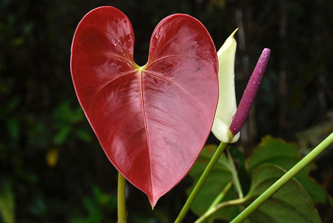 Pictured in Panama Image Copyright © 2019 by Fred Muller