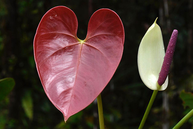 Pictured in Panama Image Copyright © 2019 by Fred Muller
