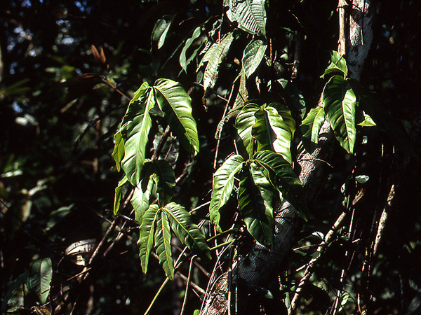 Pictured near Regina, French Guiana Image Copyright © 2006 by David Scherberich