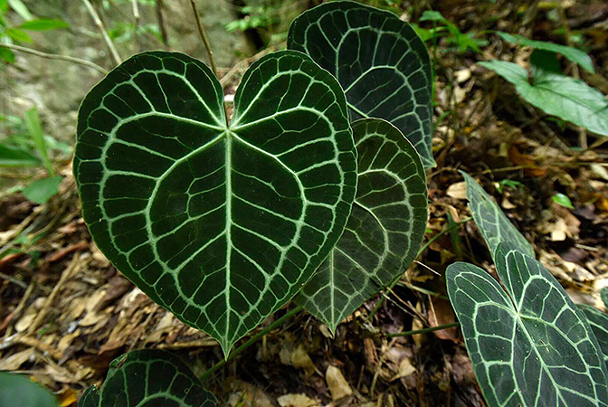 Pictured in Chiapas, Mexico Image Copyright © 2019 by Fred Muller