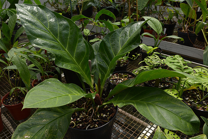 2015-1005, pictured in Royal Botanic Gardens, Kew Image Copyright © 2018 by David Scherberich