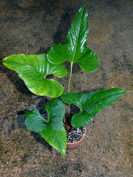 文件:AnthtoasaeCroat99050 01.jpg