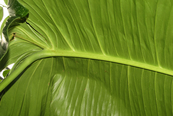 HBG 95949 pictured in Huntington Botanical Garden Image Copyright © 2019 by Dylan Hannon
