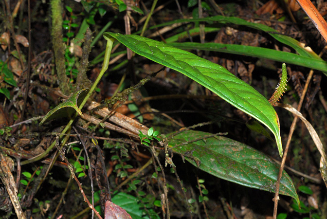 Pictured in Caquetá, Colombia Image Copyright © 2013 by David Scherberich