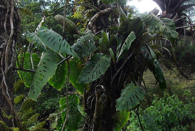 Pictured at 2400 m in Las Nubes, Guatemala Image Copyright © 2007 by Luz Elena Reyes